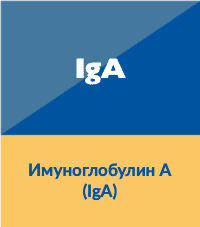 Имуноглобулин А (IgA)