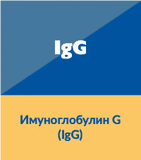 IgG - Имуноглобулин G